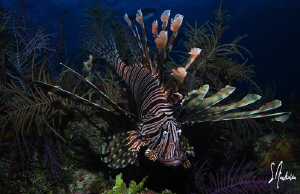 Yes another Lionfish! The invasion continues...... This i... by Steven Anderson 